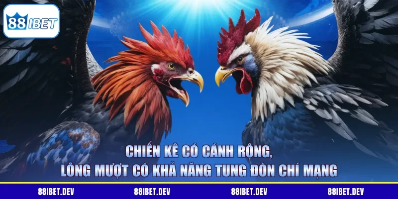 Chiến kê có cánh rộng, lông mượt có khả năng tung đòn chí mạng