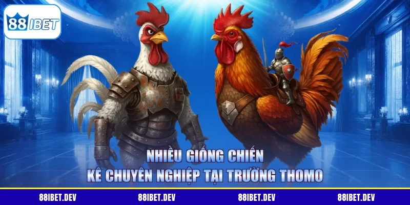 Nhiều giống chiến kê chuyên nghiệp tại trường Thomo