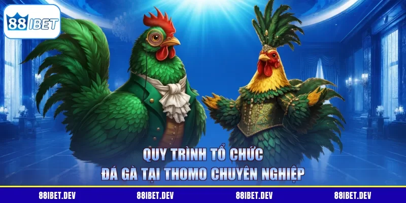 Quy trình tổ chức đá gà tại Thomo chuyên nghiệp